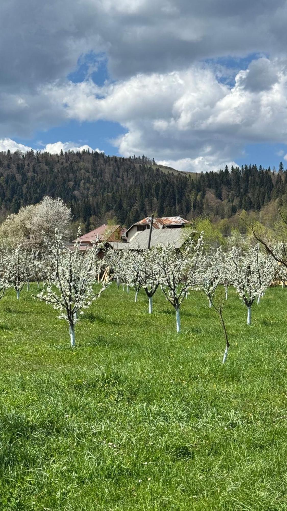 Moonlake Chalet Gainesti المظهر الخارجي الصورة